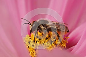 Closeup on female Patchwork leafcutter bee, Megachile centuncularis