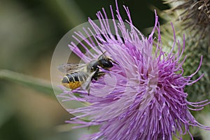 Closeup on a female Patchwork leafcutter bee, Megachile centuncularis on a purple thistle in the garden