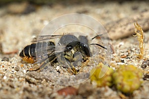 Closeup on a female Patchwork leafcutter bee , Megachile centuncularis sitting on the ground