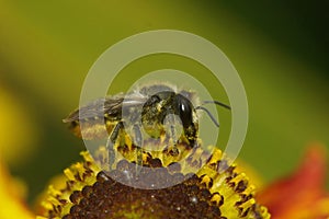 Closeup on a female Patchwork leafcutter bee, Megachile centuncularis, sitting on an orange Helenium flower