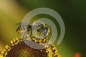 Closeup on a female Patchwork leafcutter bee, Megachile centuncularis, sitting on an orange Helenium flower