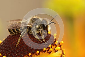 Closeup of a female Patchwork leafcutter bee, Megachile centuncularis, sitting on a yellow Helenium autmnale flower
