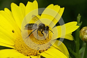 Closeup on a female Patchwork leafcutter bee, Megachile centuncularis on a yellow flower in the garden