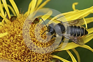 Closeup on a female Patchwork leafcutter solitary bee, Megachile centuncularis drinking nectar form a yelow Inula flower