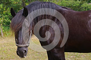 Female Percheron Horse photo