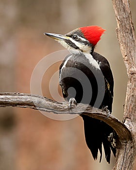 Closeup of female pileated woodpecker