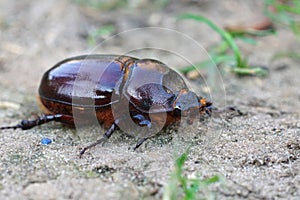 Closeup on a female of the rare European rhinoceros beetle, Oryctes nasicornis