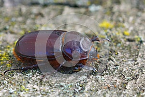 Closeup on a female of the rare European rhinoceros beetle, Oryctes nasicornis