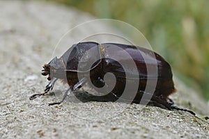 Closeup on a female of the rare European rhinoceros beetle, Oryctes nasicornis sitting on wood