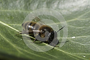 Closeup on a female of the rare Trimmers mining bee, Andrena trimerana sitting on a green Ivy leaf in the springtime sun photo