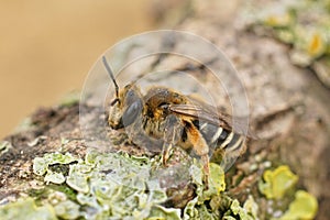 Closeup on a female of the rather rare Andrena albofasciata solitary mining bee sitting on a piece of wood