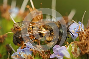 Closeup on a female Red mason bee, Osmia rufa sipping nectar fro