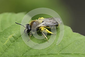 Closeup on a female red-tailed mining bee, Andrena haemorrhoa loaded with yellow pollen