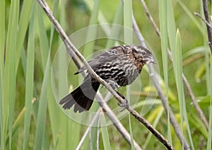 Closeup of a female red-winged blackbird, Agelaius phoeniceus with prey perched on the branch.