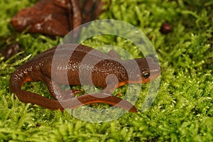 Closeup on a female Rough-skinned newt, Taricha granulosa a highly poisonous amphibian