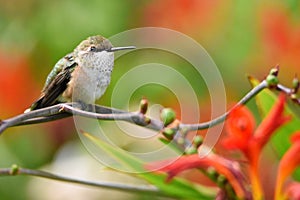 Closeup of a Female Rufous Hummingbird perched on a branch with copy space.