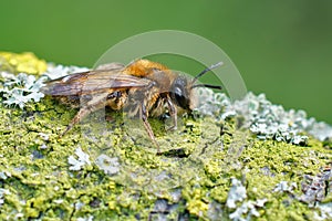 Closeup on a female sallow mining bee , Andrena praecox, sitting on a lichen covered twig