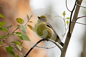 Closeup of female Scarlet Tanager Piranga olivacea.