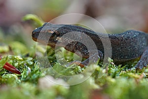 Closeup of a female Smooth newt, Lissotriton vulgaris