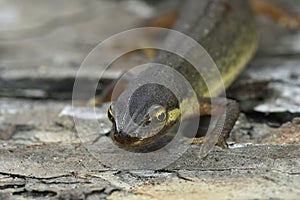 Closeup on a female smooth newt, Lissotriton vulgaris, sitting on wood