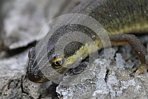 Closeup on a female smooth newt, Lissotriton vulgaris, sitting on wood