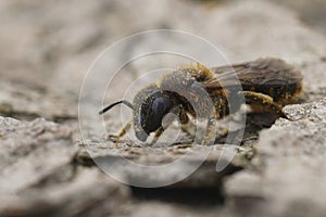 Closeup on a female of a snail-housing mason bee, Osmia rufohirta sitting on wood