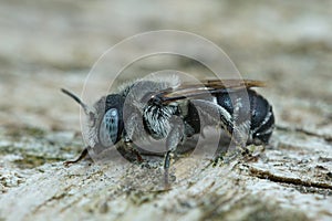 Closeup of a female of the snail-housing, Spined Mason Bee or Osmia spinulosa sitting on wood