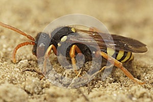 Closeup on a female solitary cuckoo painted nomad bee, Nomada fucata, standing on the sand photo