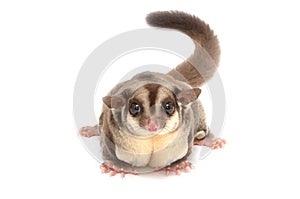 Closeup of female sugar glider standing