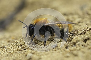Closeup on a female Tawny mining bee, Andrena fulva sitting on the ground photo