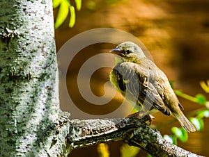 Closeup of a female village weaver bird sitting in a tree, popular tropical in aviculture from Africa