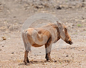 Closeup of a female warthog