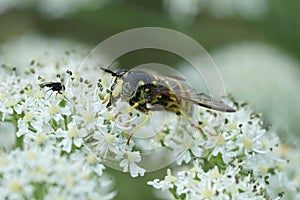 Closeup on a female wasp-mimic spearhorn hoverfly, Chrysotoxum fasciolatum on a white Hogweed in the Austrian alps