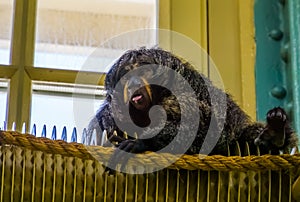 Closeup of a female white faced saki, tropical monkey, exotic animal specie from america
