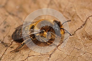 Closeup on a female Willughby's Leafcutter Bee, Megachile willugbiella