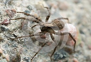 Female wolf spider carrying egg sac