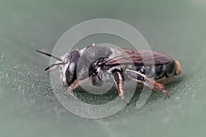 Closeup on a female Wood boring bee, Lithurgus chrysurus sitting