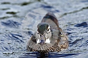 A closeup of female Woodduck on the lake.