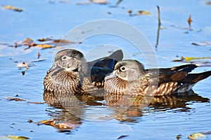 A closeup of the female Woodducks swimming on the lake.