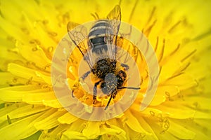 Closeup of the female of the Yellow-legged Mining Bee, Andrena flavipes in a dandelion, Taraxacum officinale flower