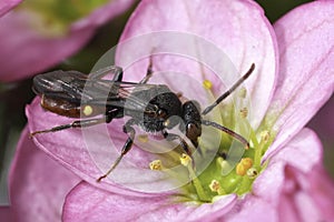 Closeup on a female yellow-shouldered Nomad bee, Nomada ferruginata on a pink Saxifraga flower photo