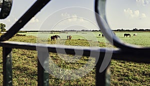 Closeup of fences with grazing horses in a field under the sunlight on the background