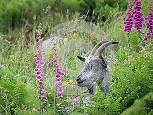 Closeup of feral goat grazing near foxglove plants near the Valley of Rocks, near Lynton, North Devon, England.