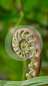 Closeup of fern bud in the tropical rain forest