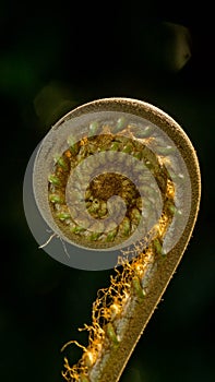 Closeup of fern bud in the tropical rain forest with sunbeam.