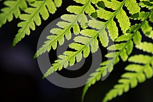 Closeup of a fern frond photo
