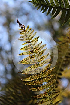 Closeup of Fern Frond Undersides