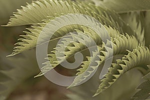 Closeup of a fern leaf