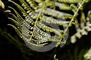 Lighted closeup of a fern