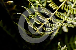 Lighted closeup of a fern